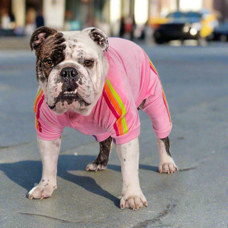 Fabdog | Velour Dog Jogger - Pink