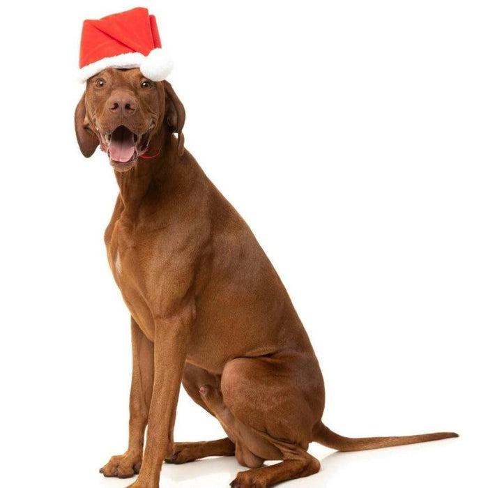 FuzzYard | Christmas Santa Hat-FuzzYard-Love My Hound