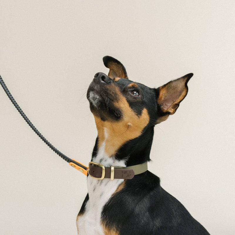 GULA | Anti Slip Biothane Dog Lead-GULA-Love My Hound