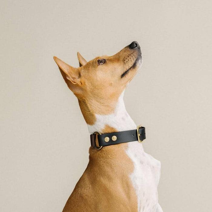 GULA | Classic Dog Collar - Brown & Black-GULA-Love My Hound