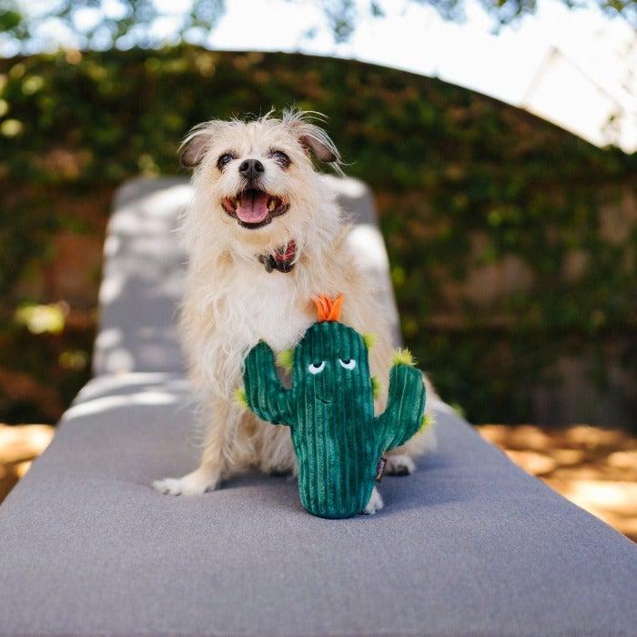 P.L.A.Y - Blooming Buddies - Prickly Pup Cactus Dog Toy-P.L.A.Y-Love My Hound