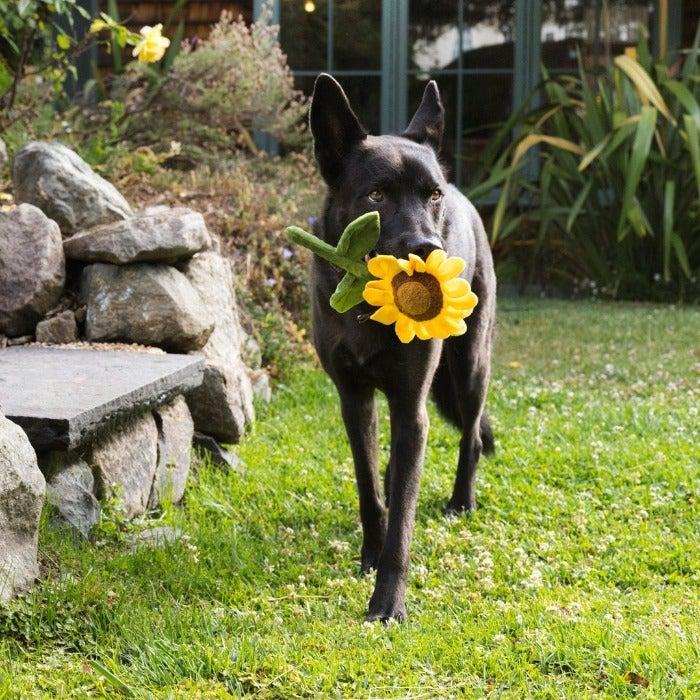 P.L.A.Y - Blooming Buddies - Sassy Sunflower Dog Toy-P.L.A.Y-Love My Hound