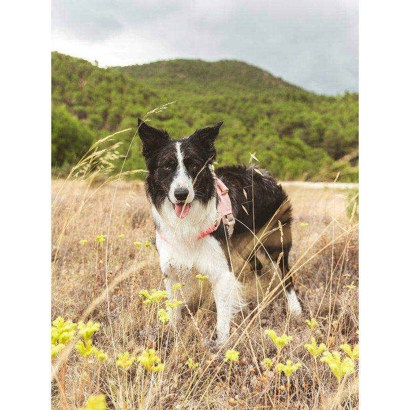 Qisu | Hug Dog Harness - Light Pink-Qisu-Love My Hound