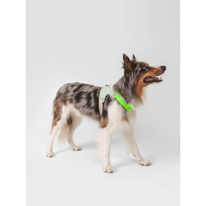 Qisu | Hug Dog Harness - Off White-Qisu-Love My Hound