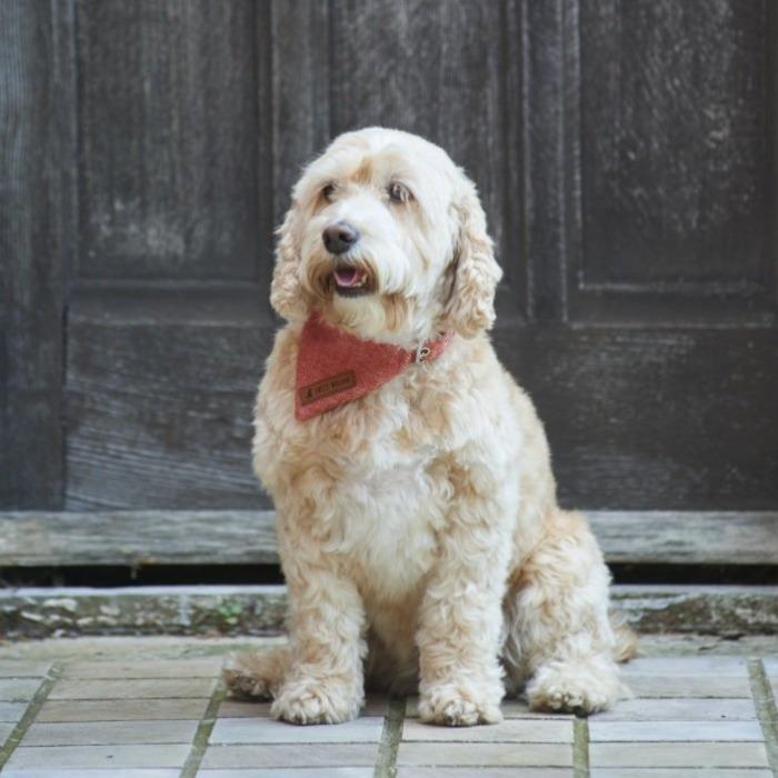 Sweet William - Tweed Dog Bandana - Orange-Sweet William-Love My Hound